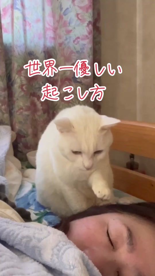 TikTok video thumbnail by mayumi196300