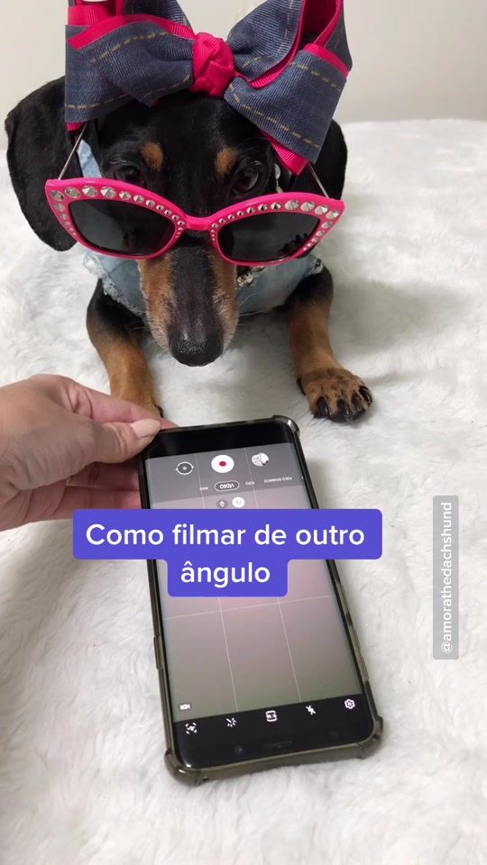 TikTok video thumbnail by nossavidadesalsicha