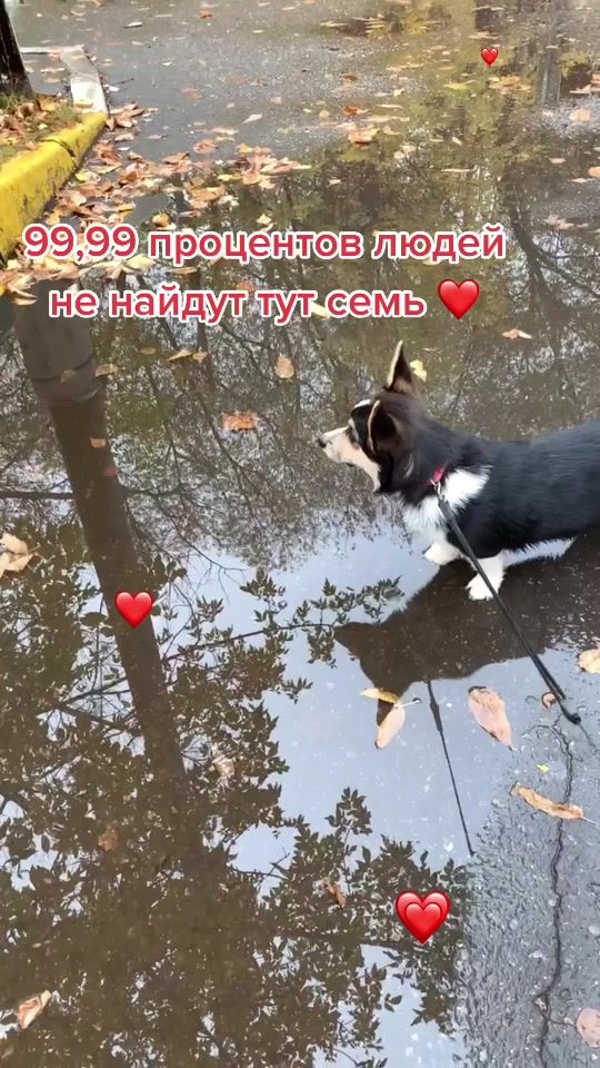 TikTok video thumbnail by corgi.lunaaa