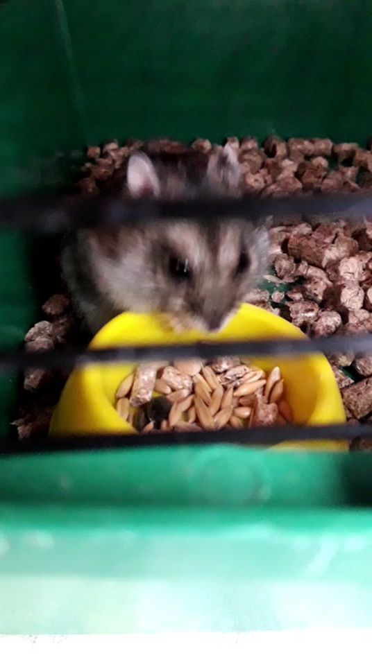 TikTok video thumbnail by bad_jackson3