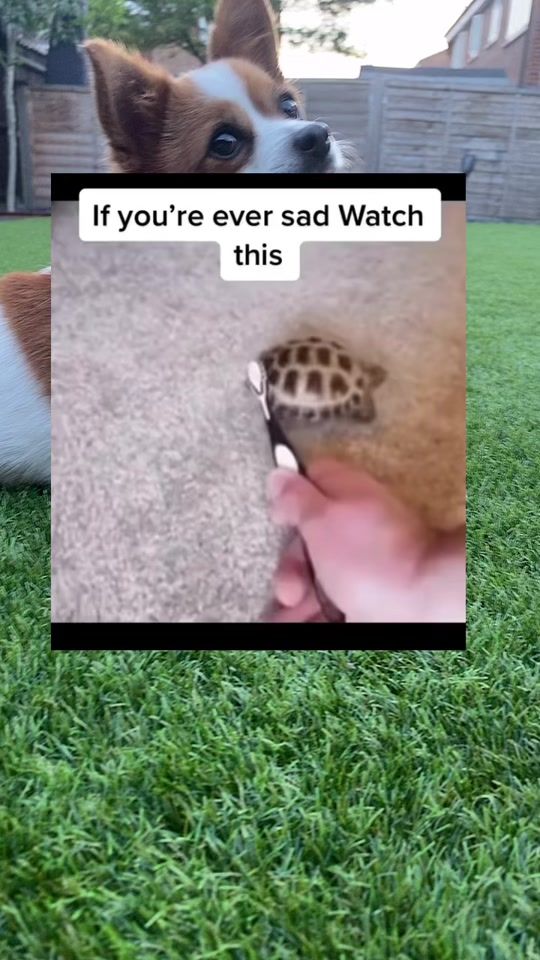 TikTok video thumbnail by daisy.chi