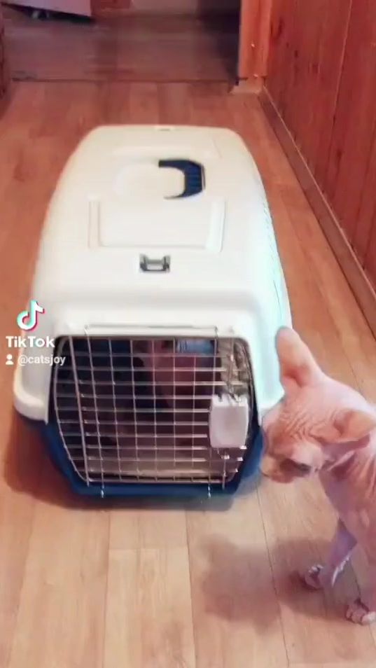 TikTok video thumbnail by catsjoy