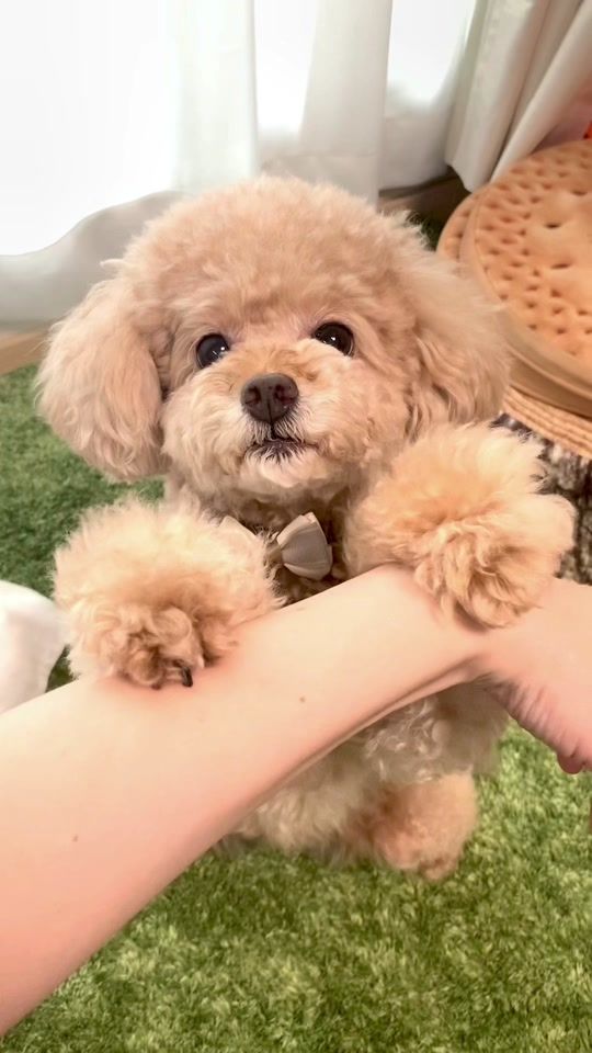 TikTok video thumbnail by iamchiffon