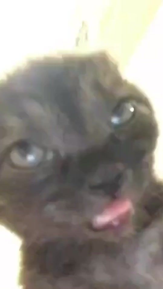 TikTok video thumbnail by kittylover61