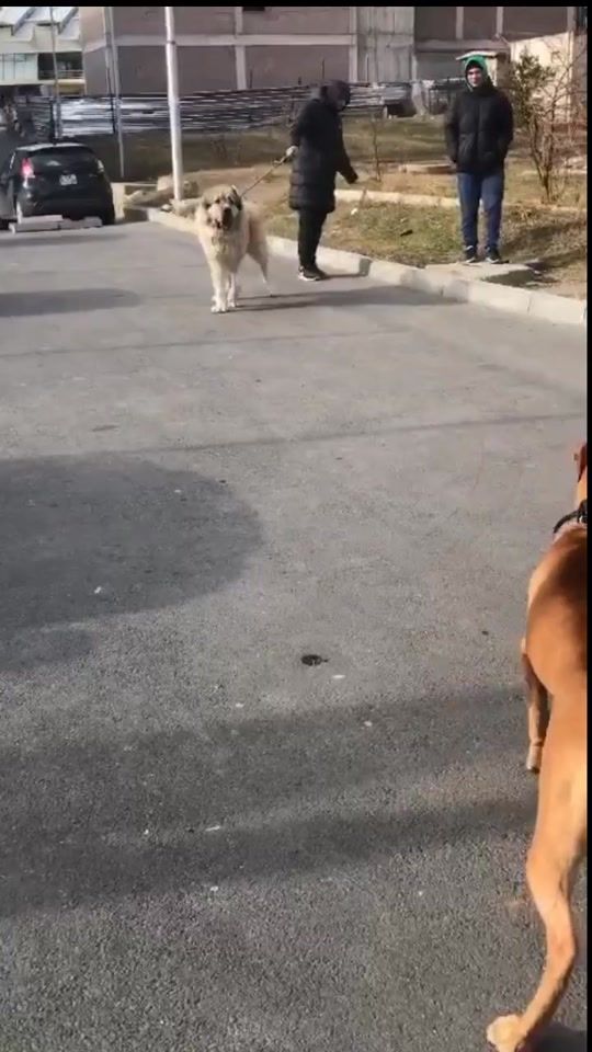 TikTok video thumbnail by koraa_apbt