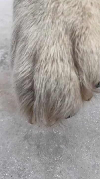 TikTok video thumbnail by dosandog