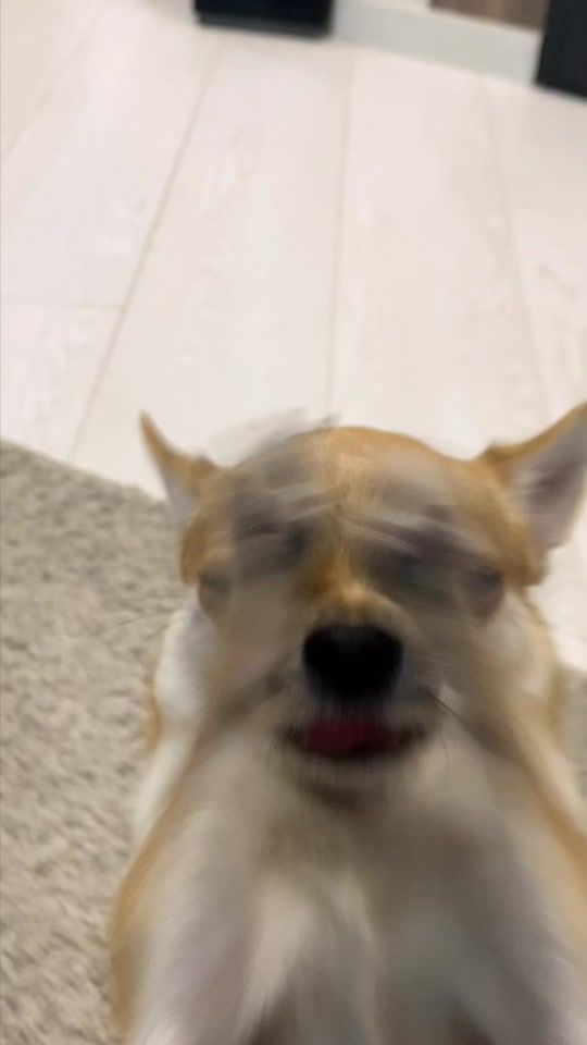 TikTok video thumbnail by chipschihuahua