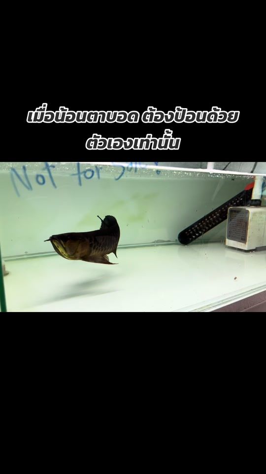 TikTok video thumbnail by 24red_arowana