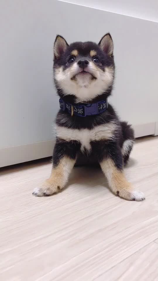 TikTok video thumbnail by yorokonemo