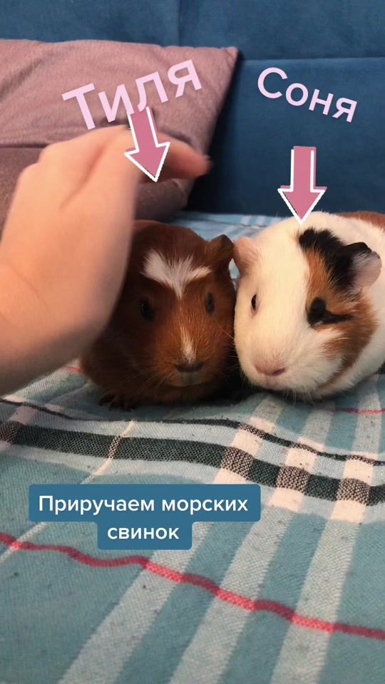 TikTok video thumbnail by sonya_tilya