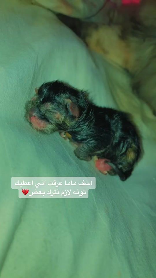 TikTok video thumbnail by uc.365