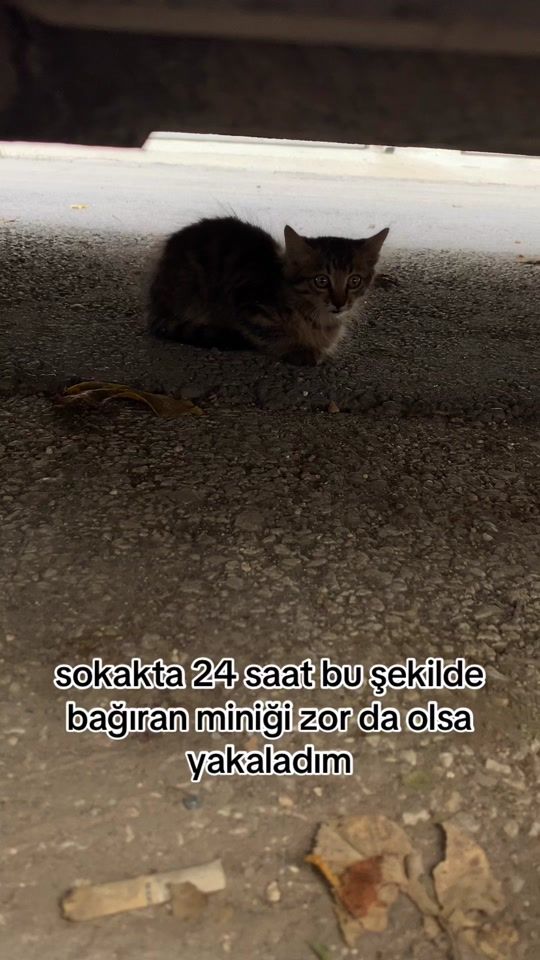TikTok video thumbnail by astrocirit