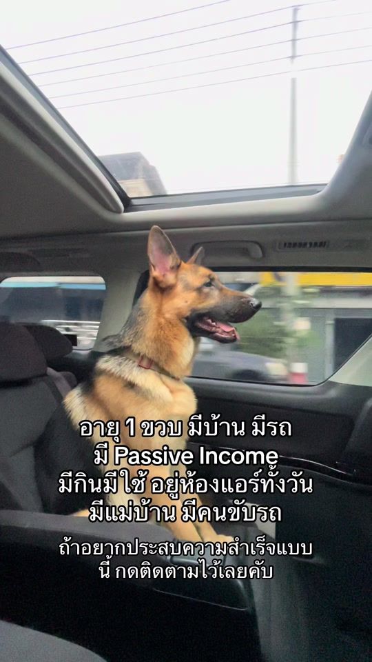 TikTok video thumbnail by lovehappy.dog