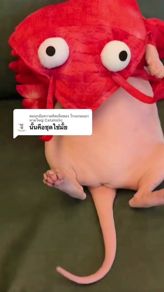 TikTok video thumbnail by rueay.pueay