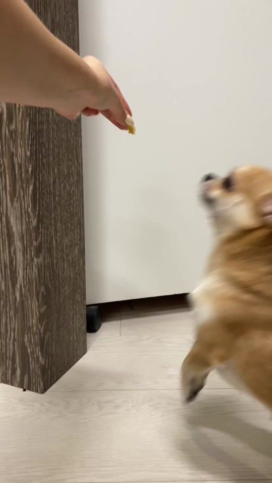 TikTok video thumbnail by chipschihuahua