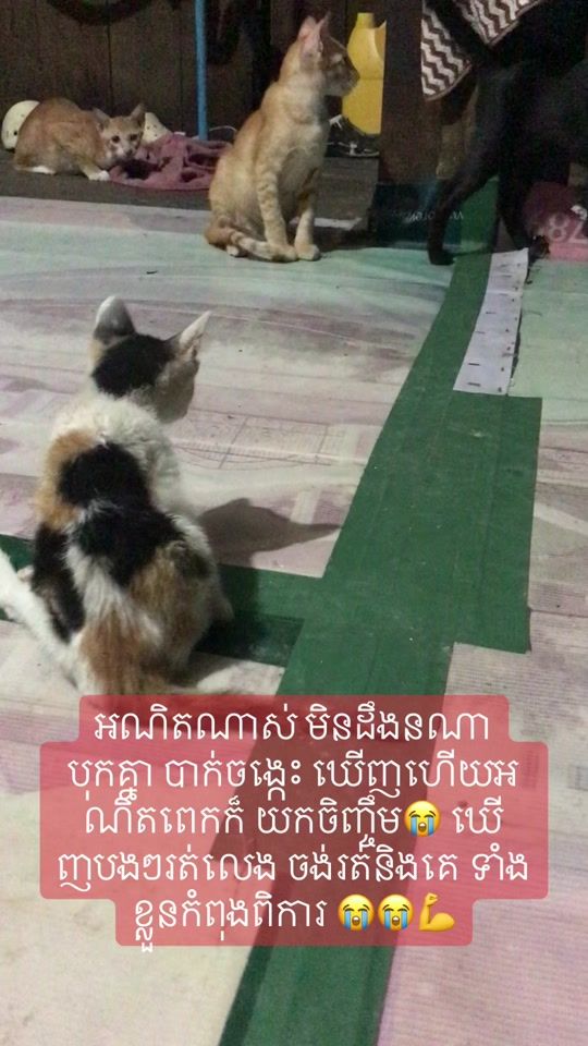 TikTok video thumbnail by sonvorng