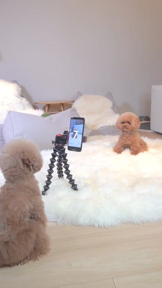 TikTok video thumbnail by azchpn