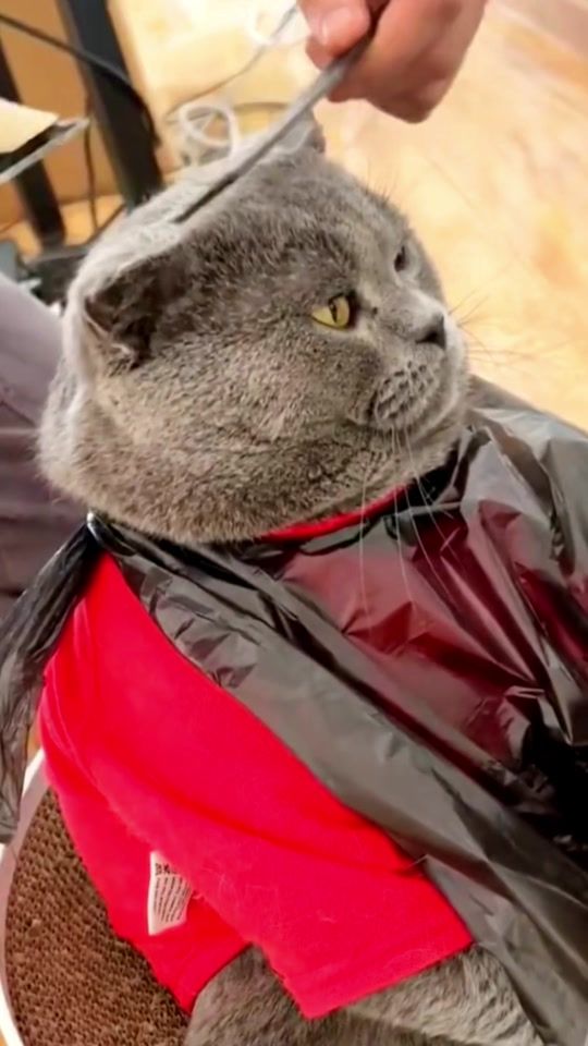TikTok video thumbnail by happypets7788