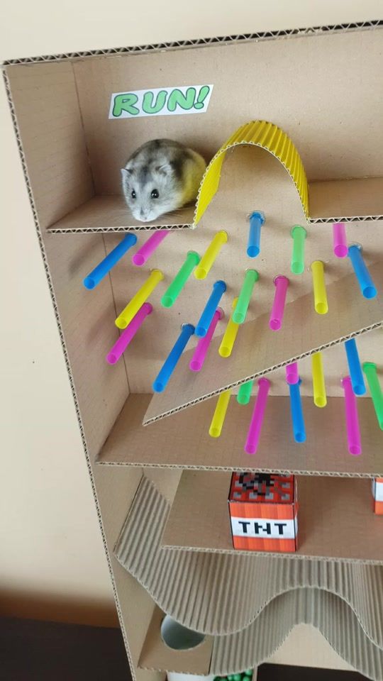 TikTok video thumbnail by hamster_land