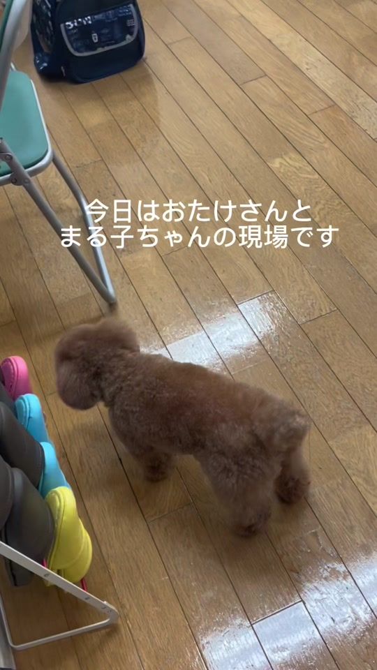 TikTok video thumbnail by jungle_pocket
