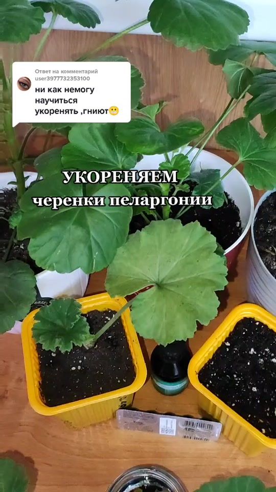 TikTok video thumbnail by pro.tzvetok