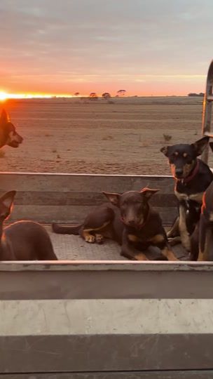 TikTok video thumbnail by wildwood_kelpie_stud