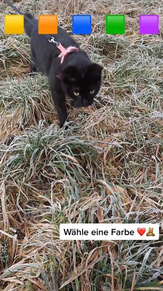TikTok video thumbnail by catlife._