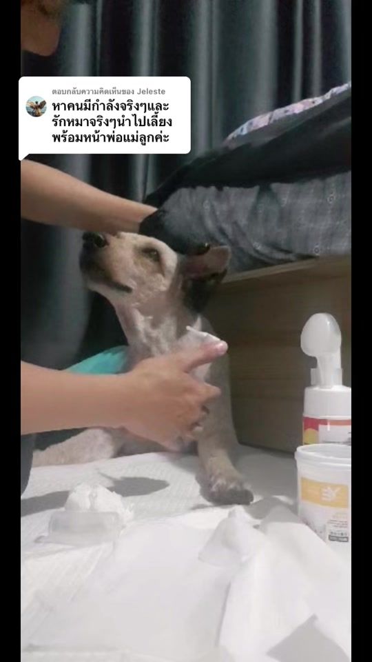 TikTok video thumbnail by gyeon22789