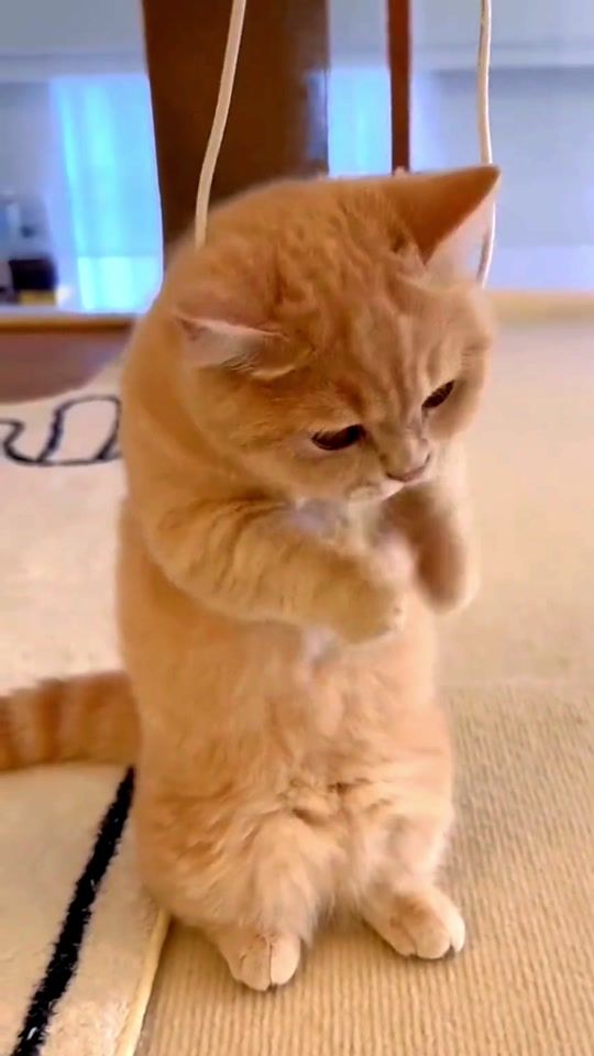 TikTok video thumbnail by happypets7788