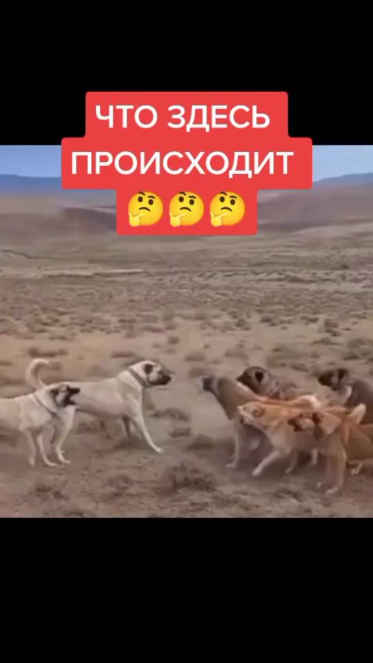 TikTok video thumbnail by nikolaspride