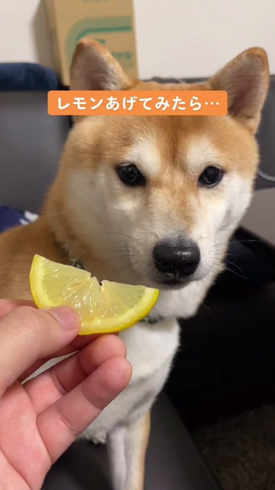 TikTok video thumbnail by caskson_tiktok