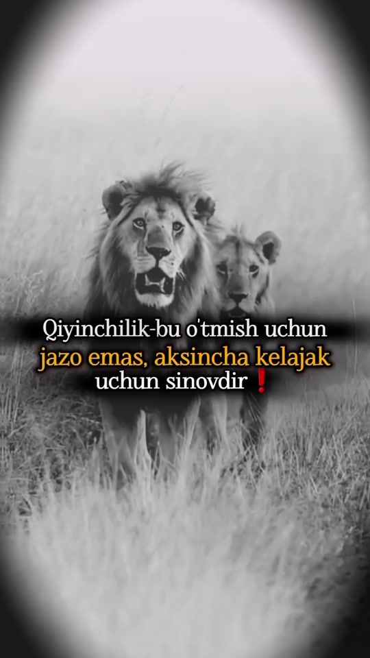 TikTok video thumbnail by jasur_mv