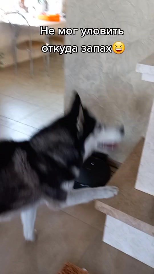 TikTok video thumbnail by mizgir_1