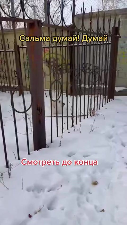 TikTok video thumbnail by labradorsalma