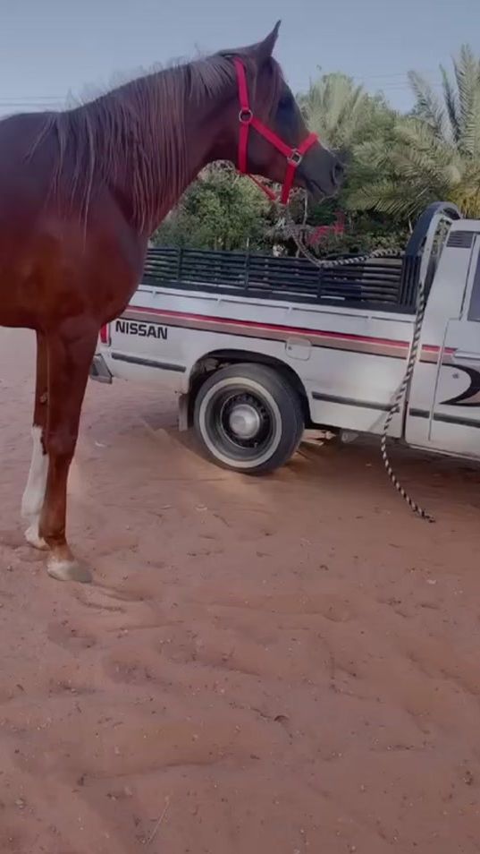 TikTok video thumbnail by 0088e