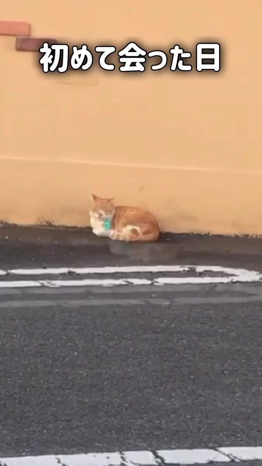 TikTok video thumbnail by chacha_neco