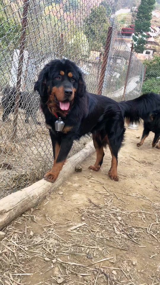 TikTok video thumbnail by himalayanmastiffnepal