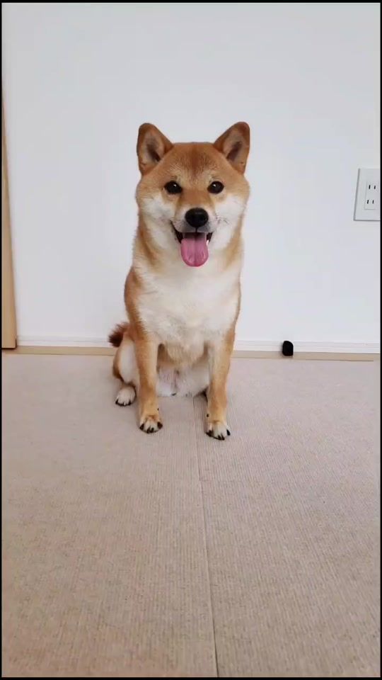 TikTok video thumbnail by shibakoma