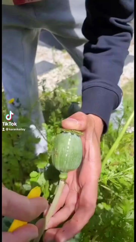 TikTok video thumbnail by karankailay