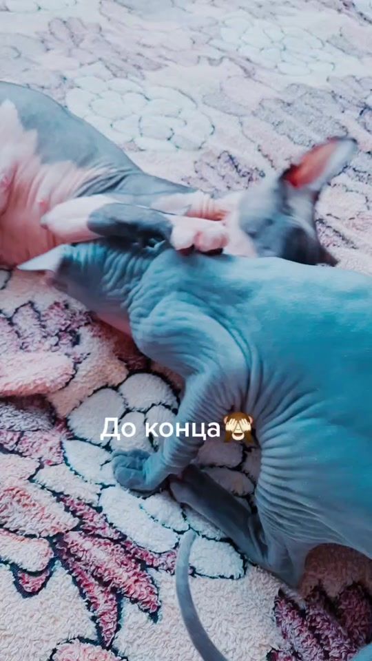 TikTok video thumbnail by catsjoy