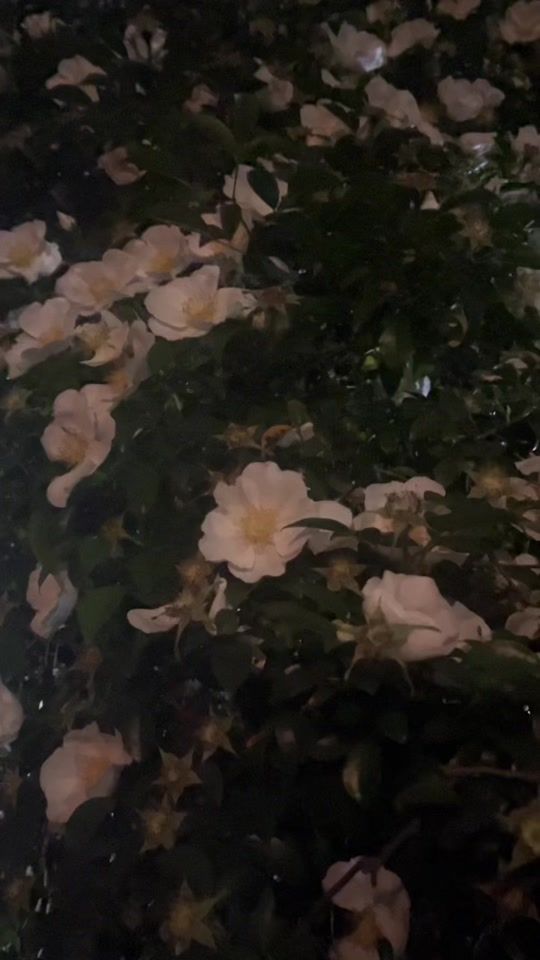 TikTok video thumbnail by yu3kn
