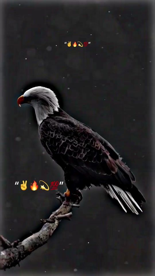 TikTok video thumbnail by nepleseinuk