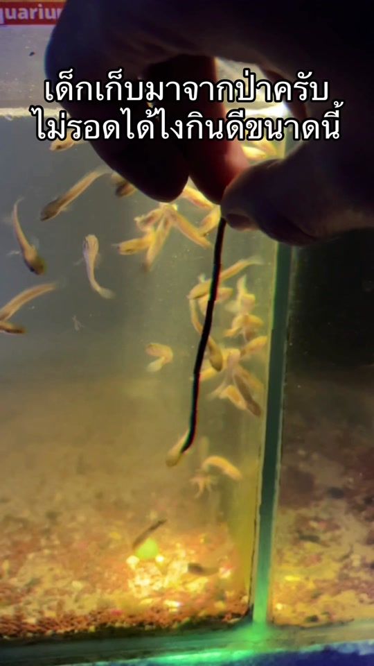 TikTok video thumbnail by farmer.tantrakul