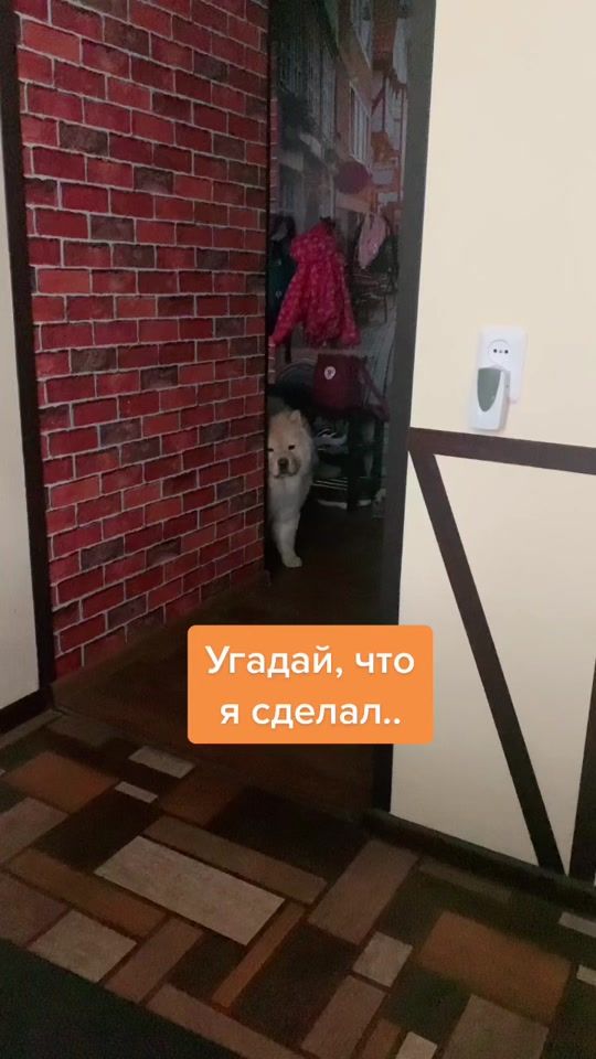 TikTok video thumbnail by johnny_chowchow