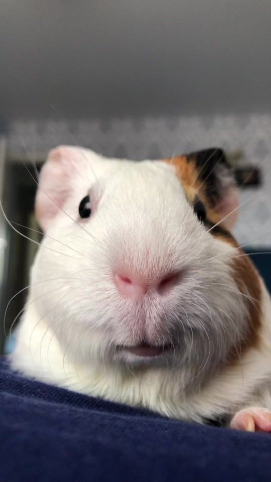 TikTok video thumbnail by sonya_tilya