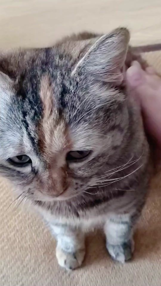TikTok video thumbnail by ai201062m27