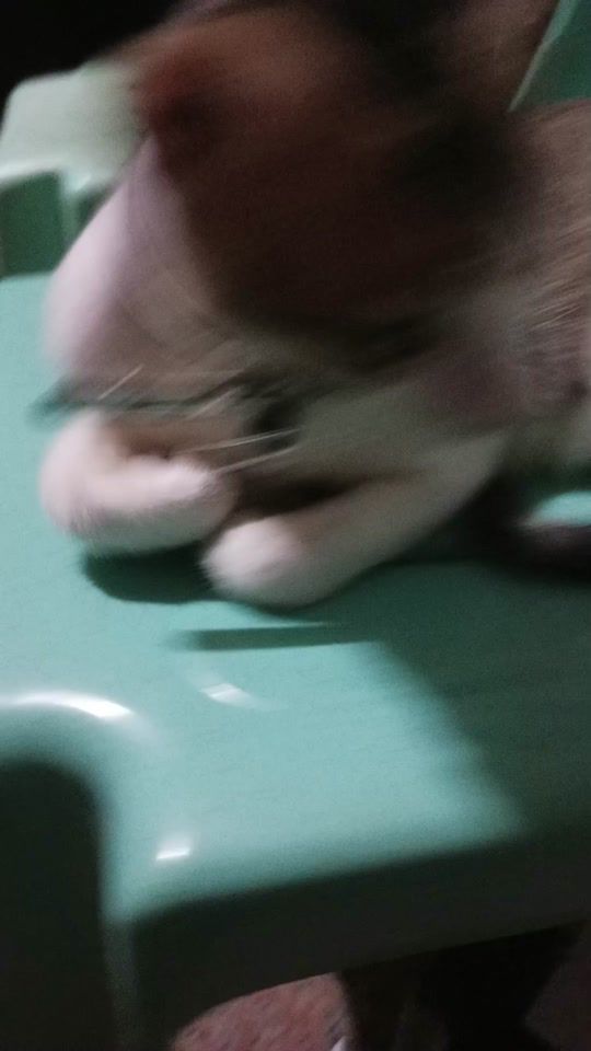 TikTok video thumbnail by ladyjeff25