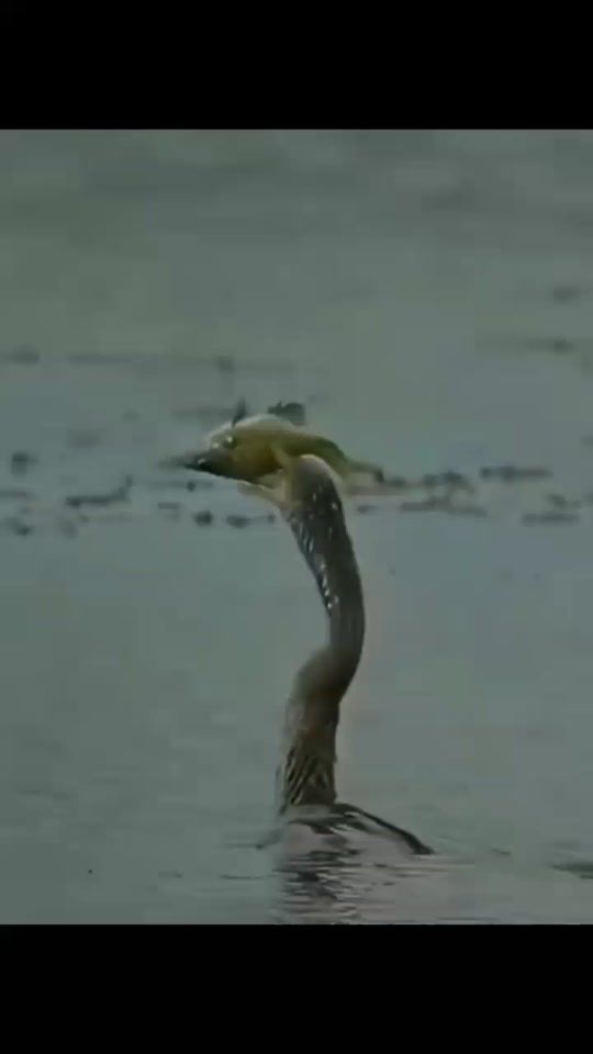 TikTok video thumbnail by crececon_elena