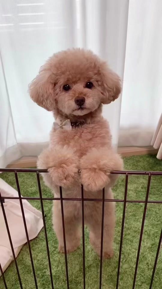 TikTok video thumbnail by iamchiffon