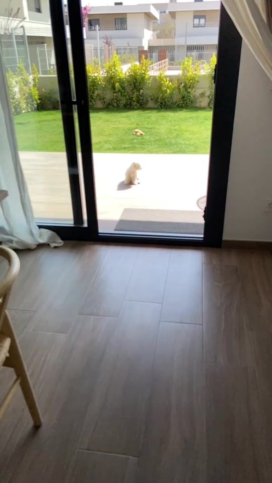 TikTok video thumbnail by brucbichonmaltes